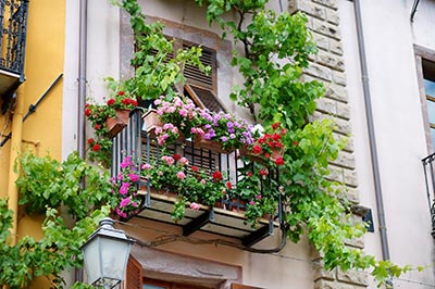 Plantes sur le balcon